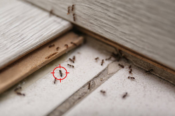 Wildlife Control Services in Northwood, IA